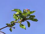 沙果花