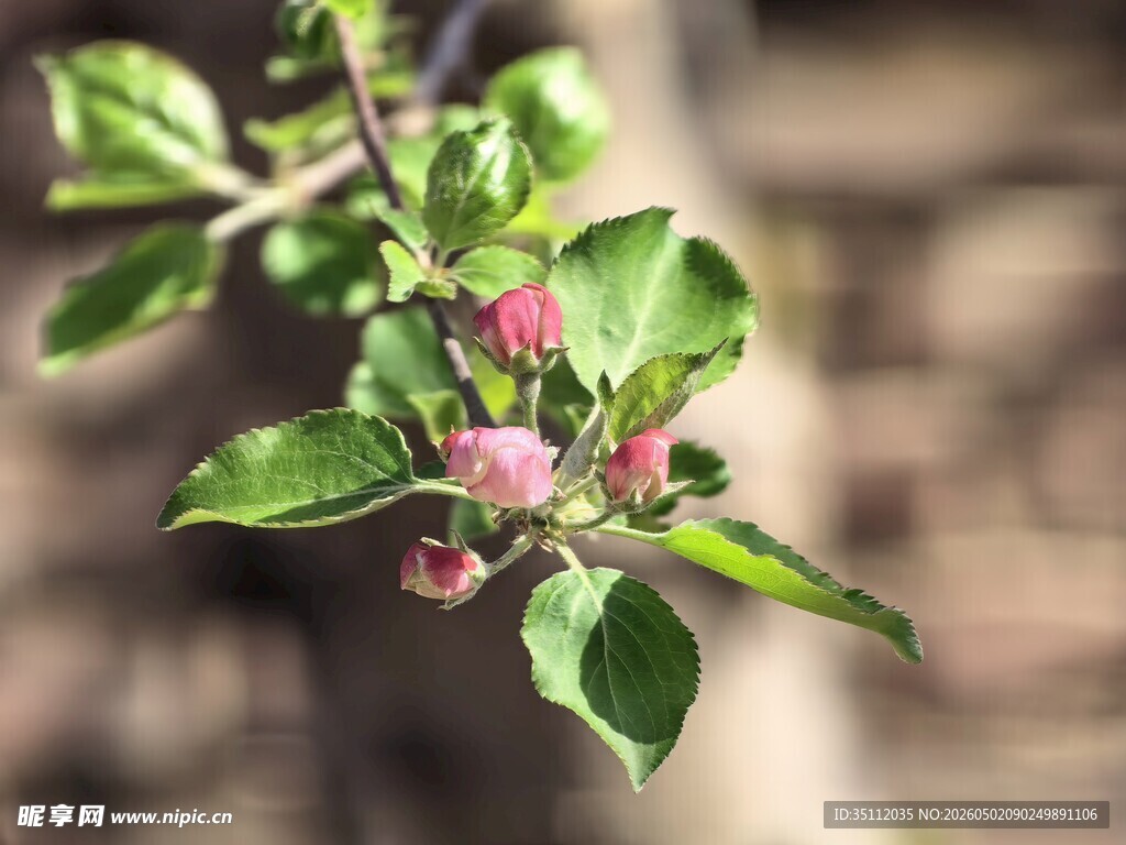 沙果花