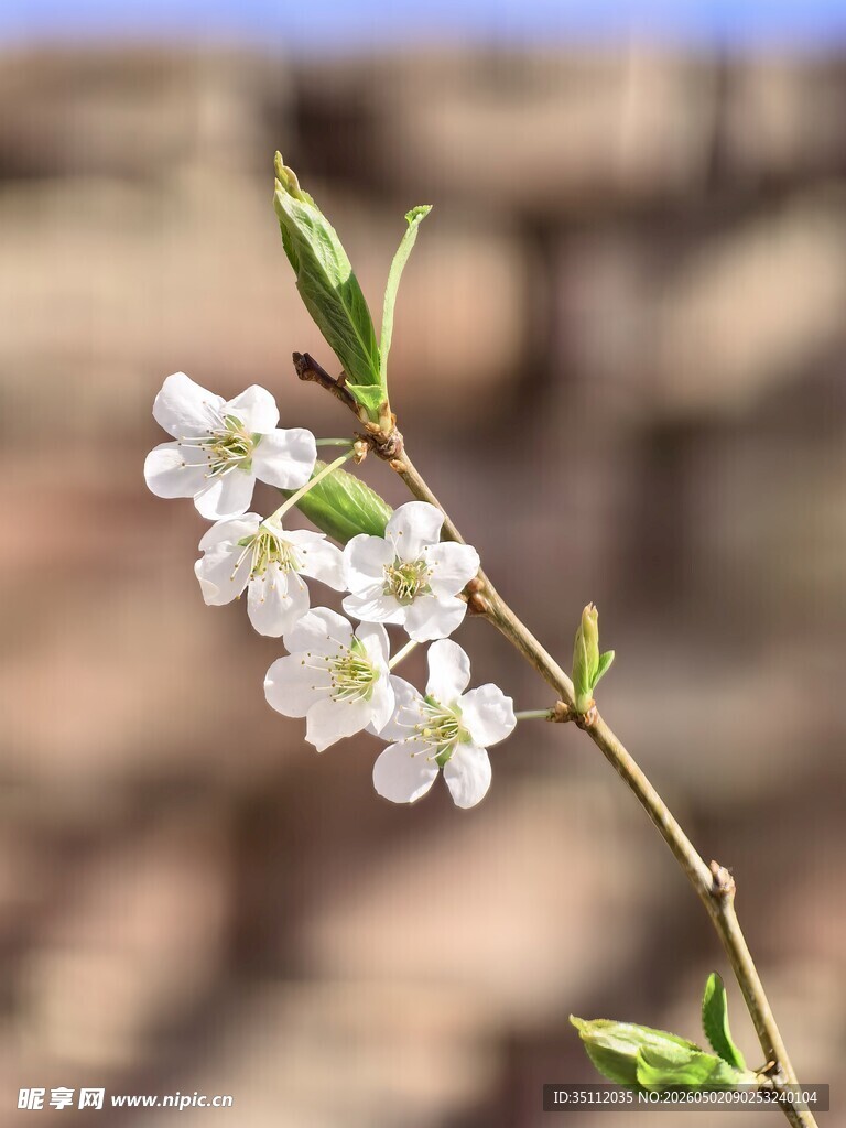 李子花