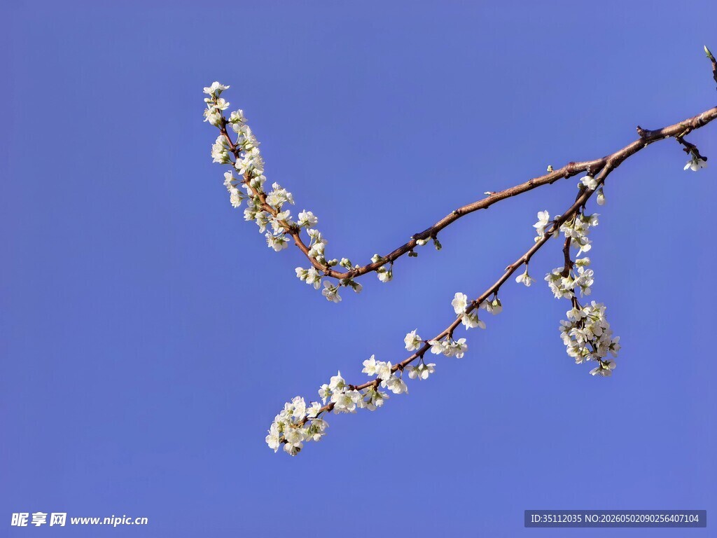 李子花