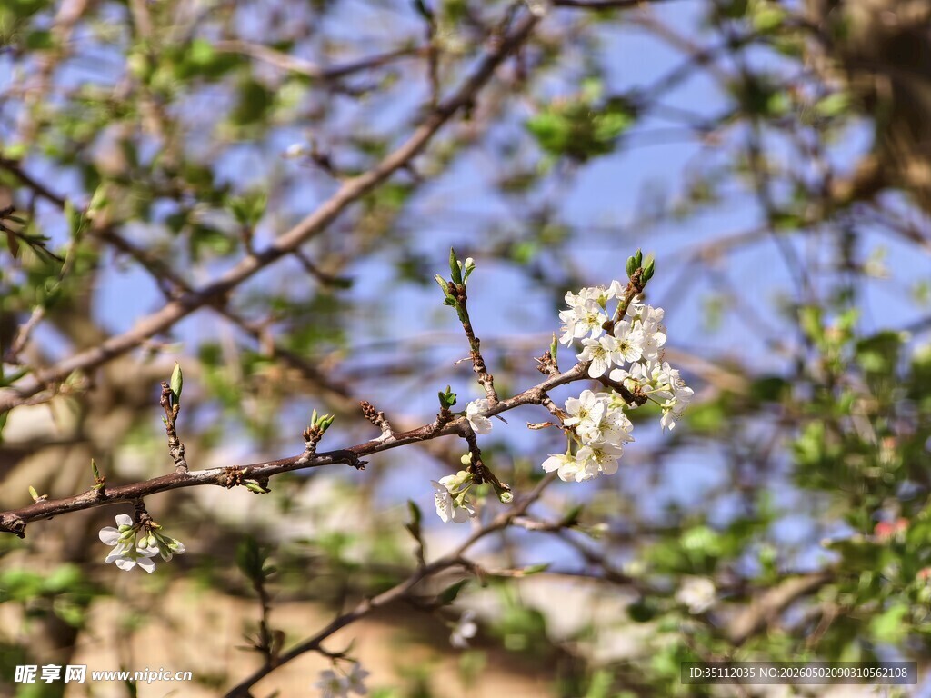 李子花