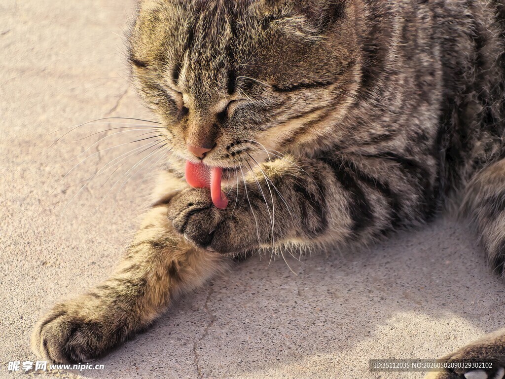猫咪