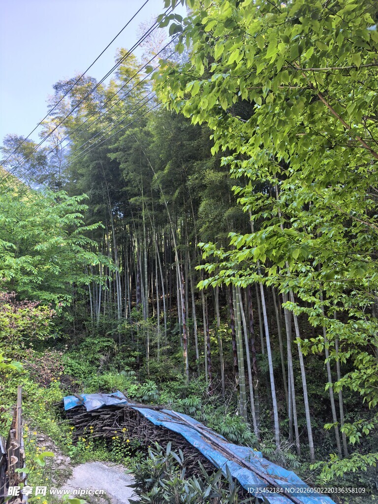 山林