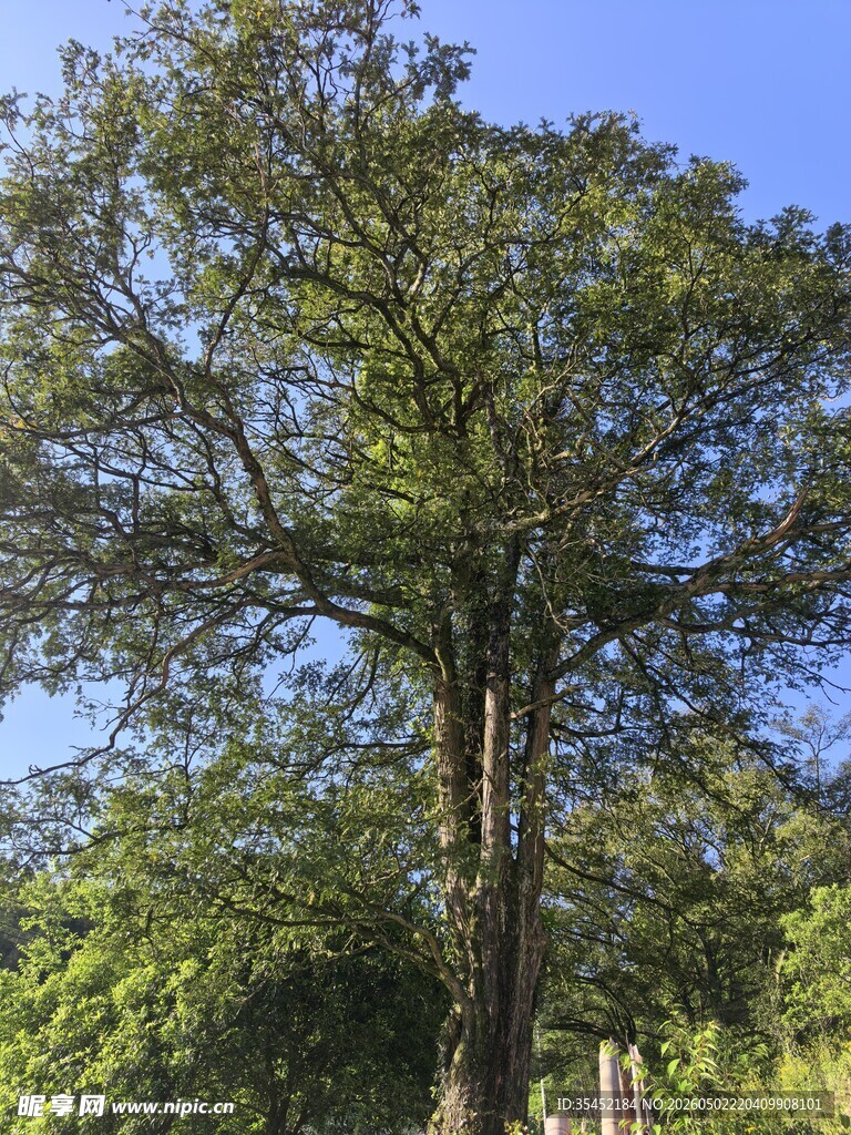 大树