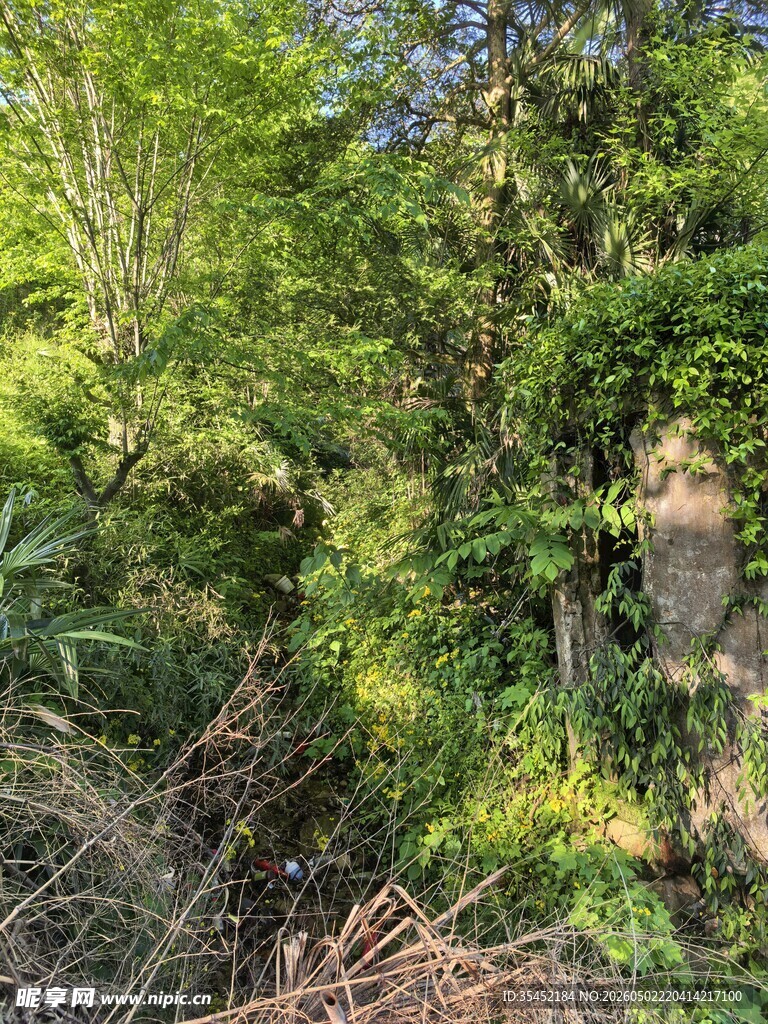 森林