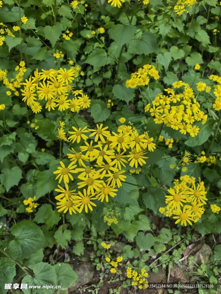 雏菊