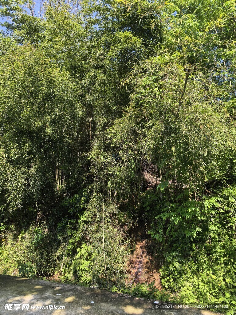 森林