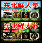 东北鲜人参展示