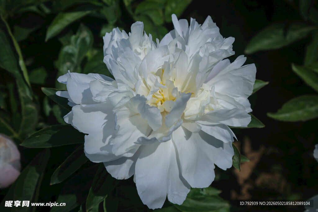 菏泽大田芍药花