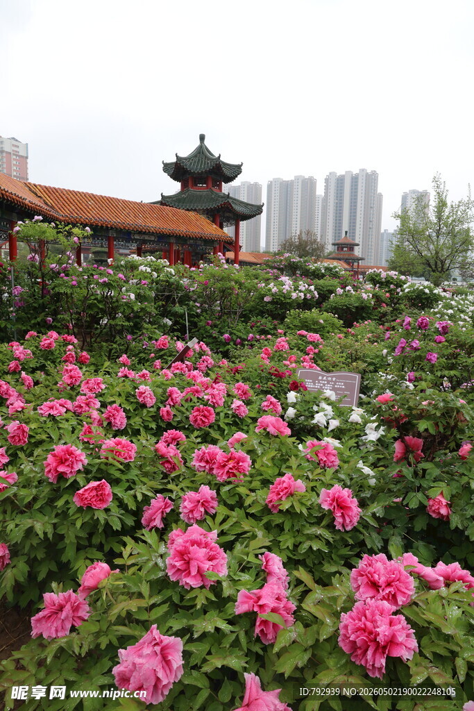 菏泽百花园牡丹图