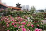 菏泽百花园牡丹图