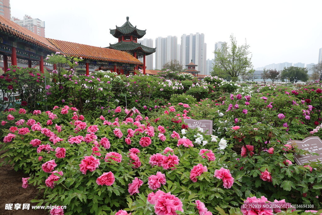 菏泽百花园牡丹图