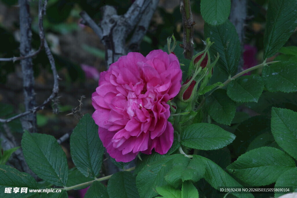 玫瑰花  