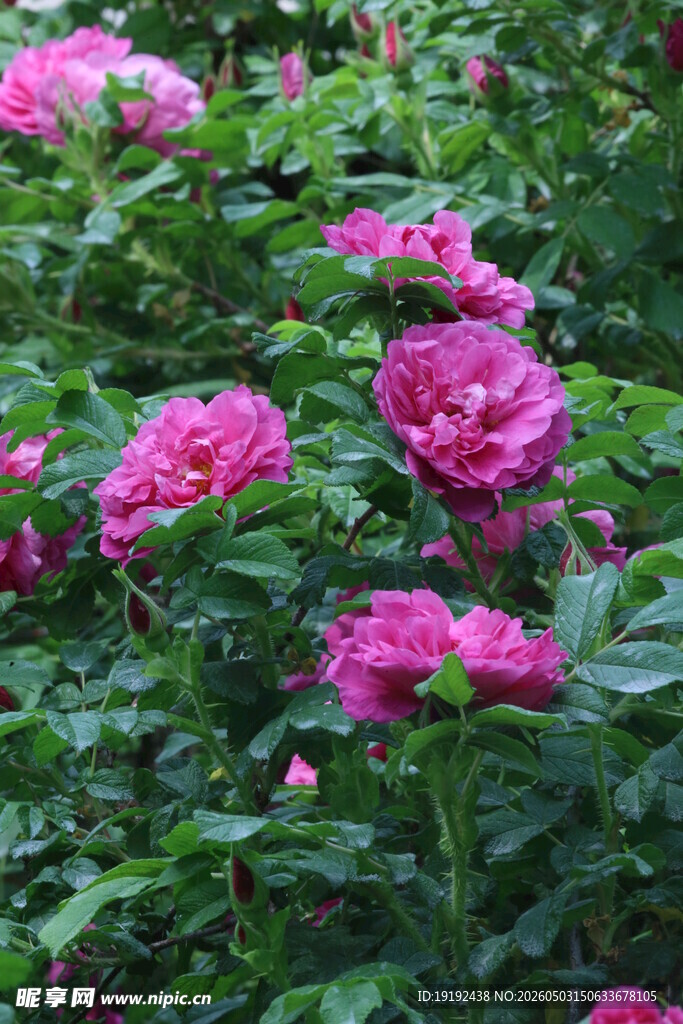 玫瑰花 