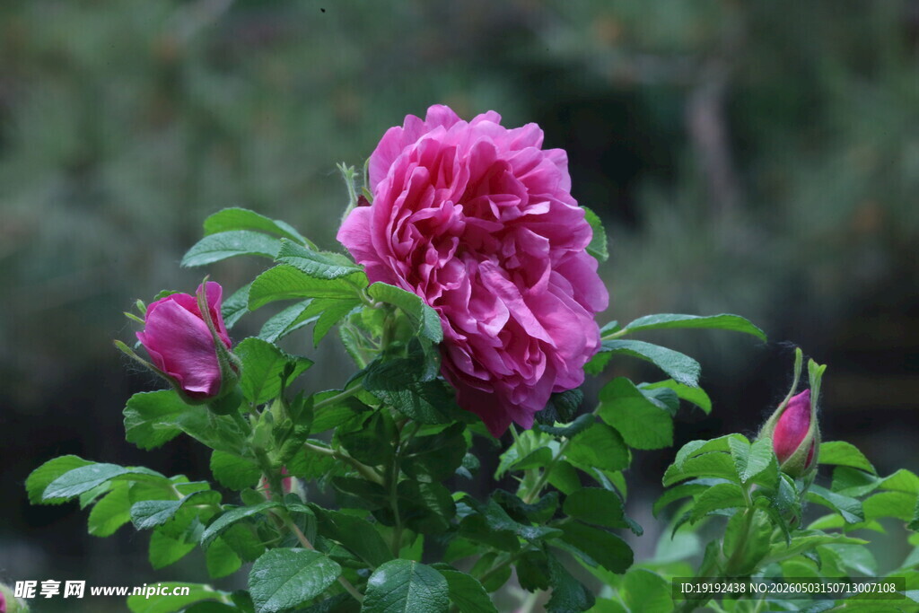 玫瑰花  