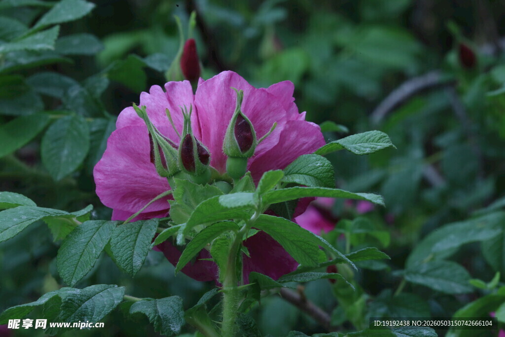 玫瑰花  