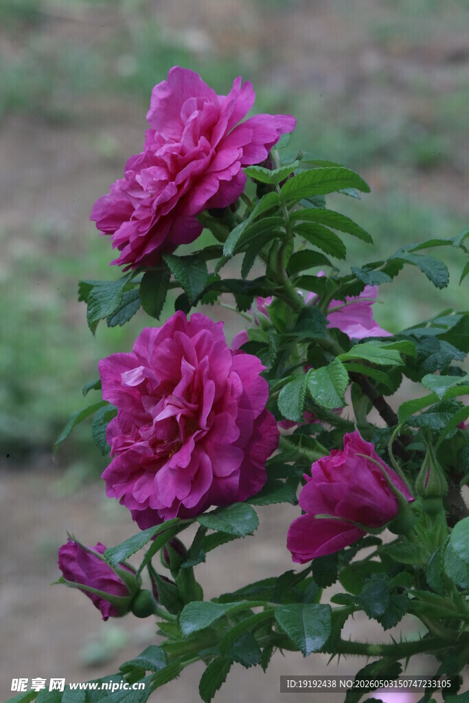 玫瑰花  