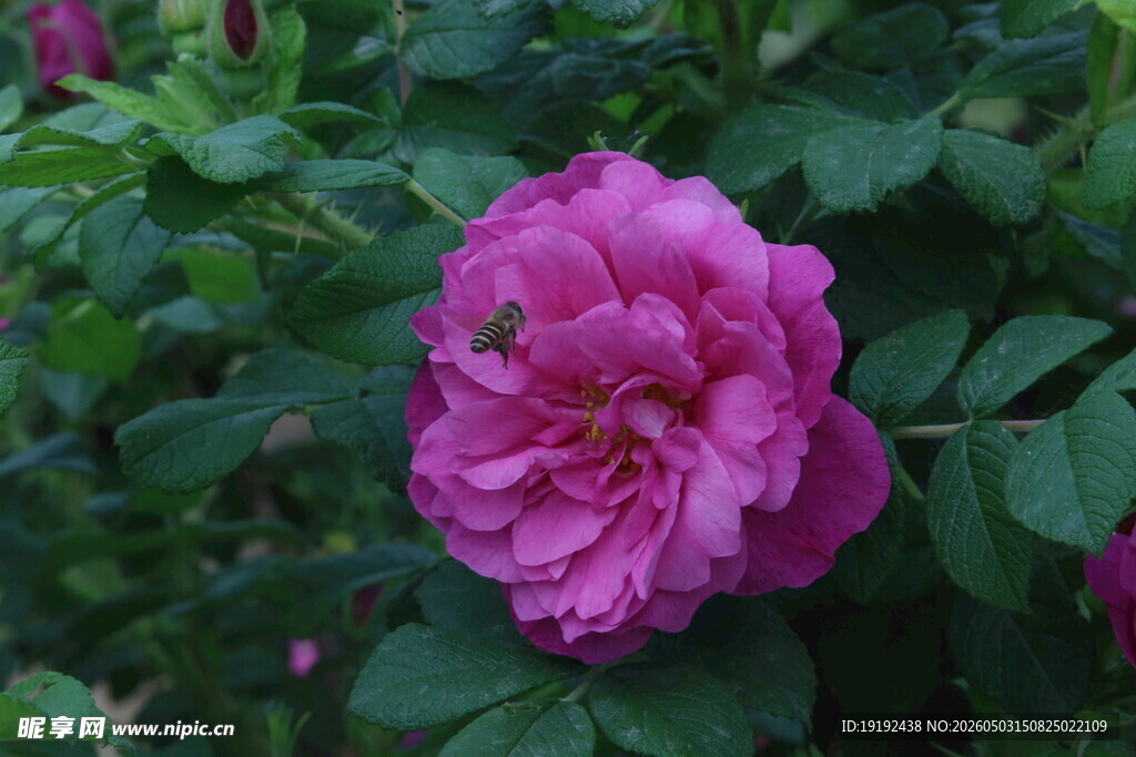 玫瑰花 