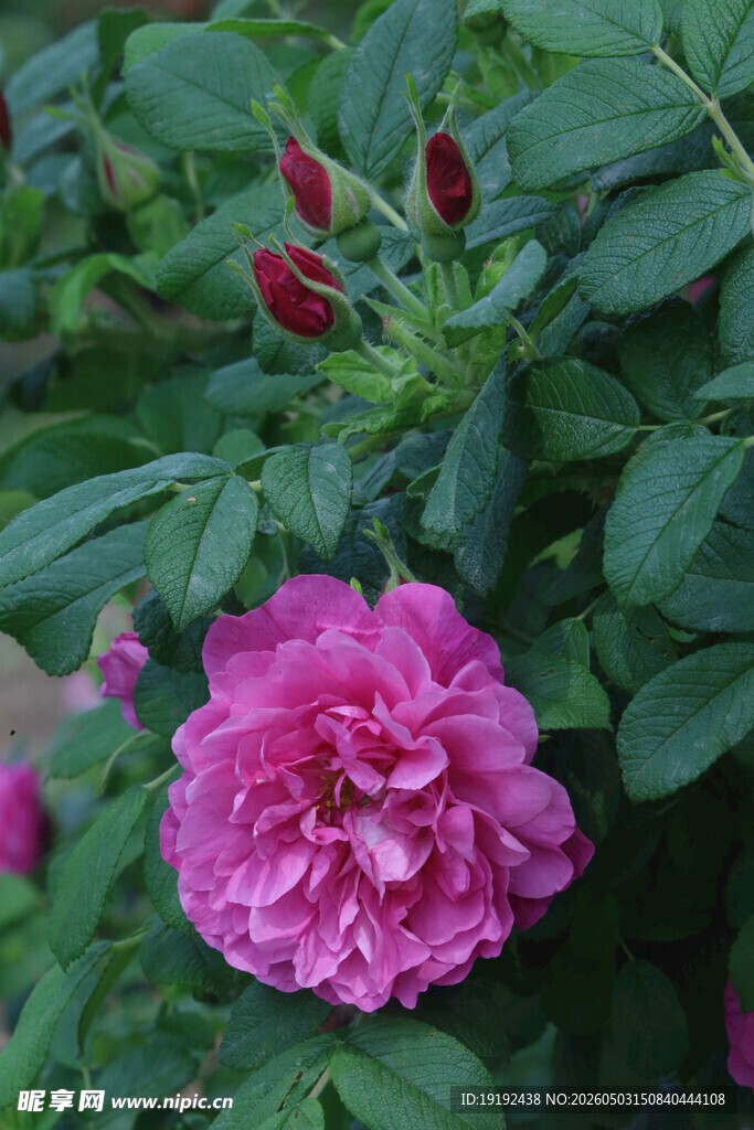 玫瑰花  