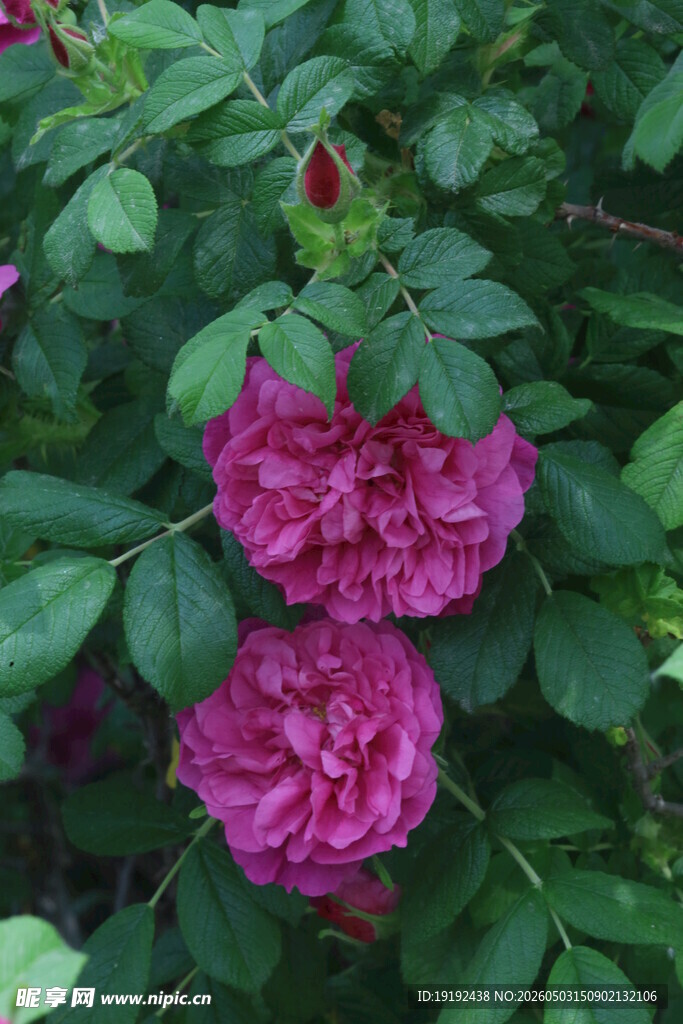 玫瑰花 