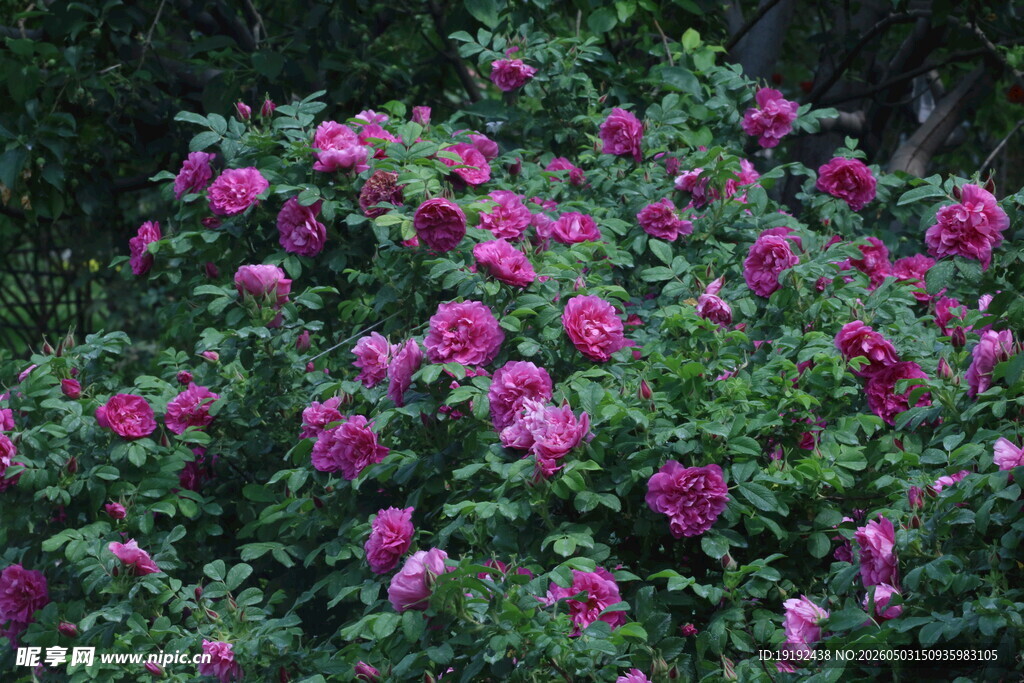 玫瑰花  
