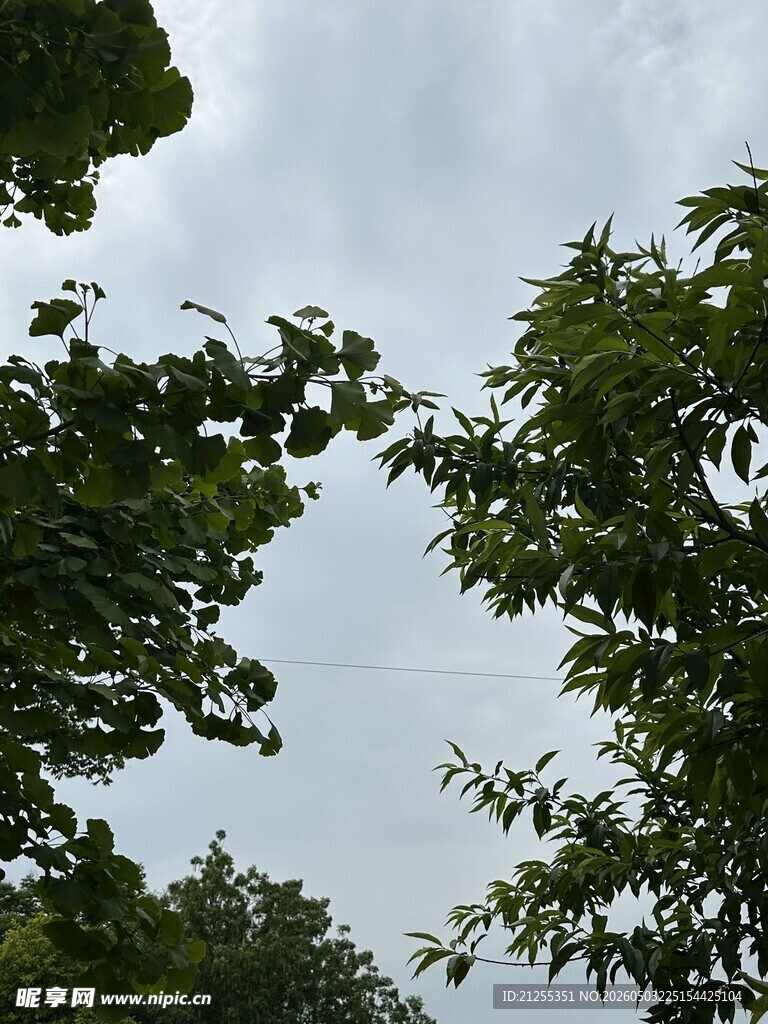 枝叶间的天空
