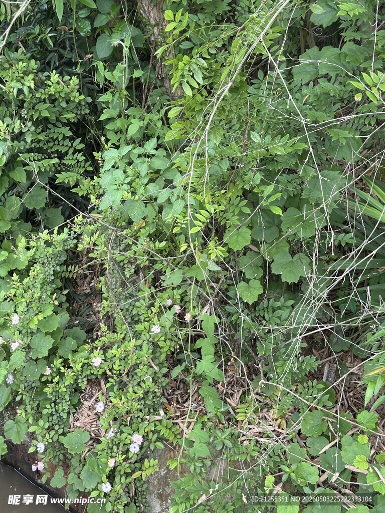 繁茂绿植景观