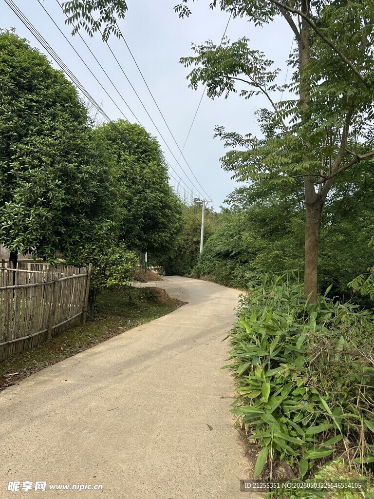 乡村小路旁的绿植景观