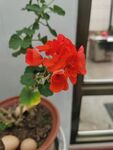 窗边绽放的艳丽红色天竺葵