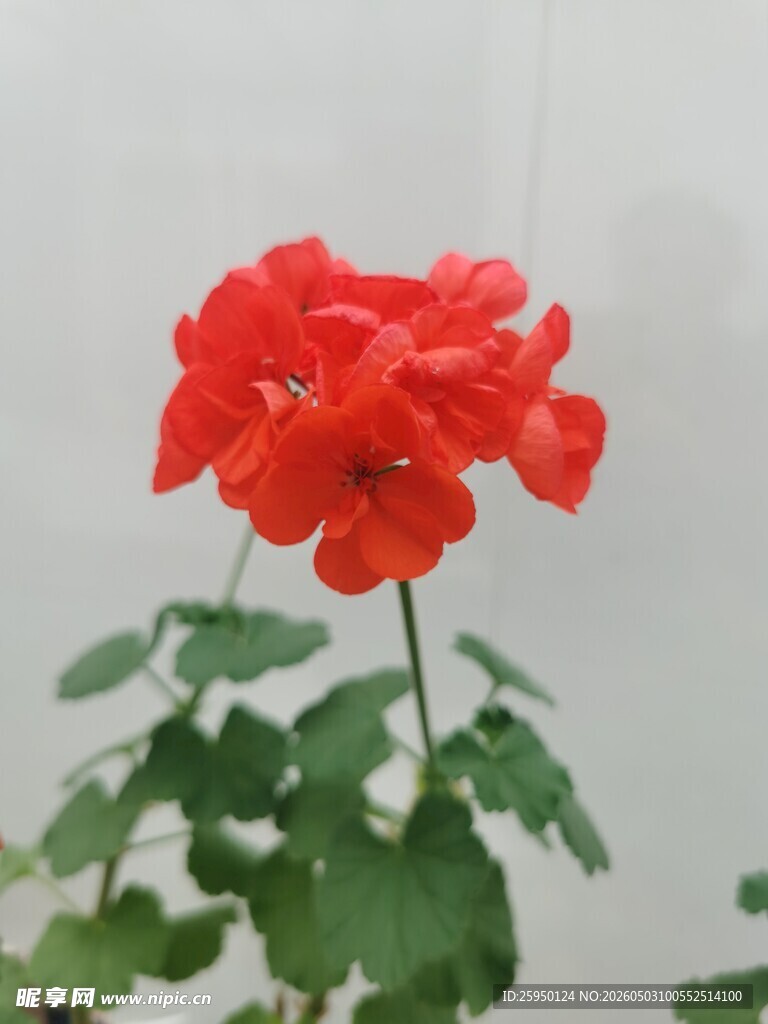 鲜艳红色天竺葵绽放