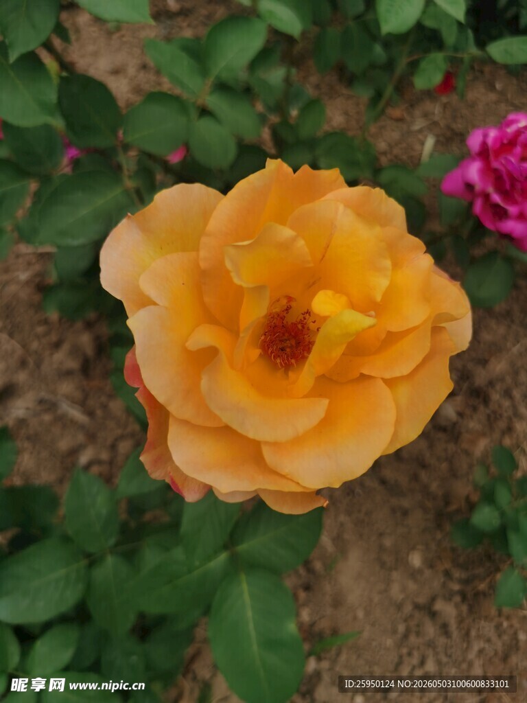 橙黄月季花绽放