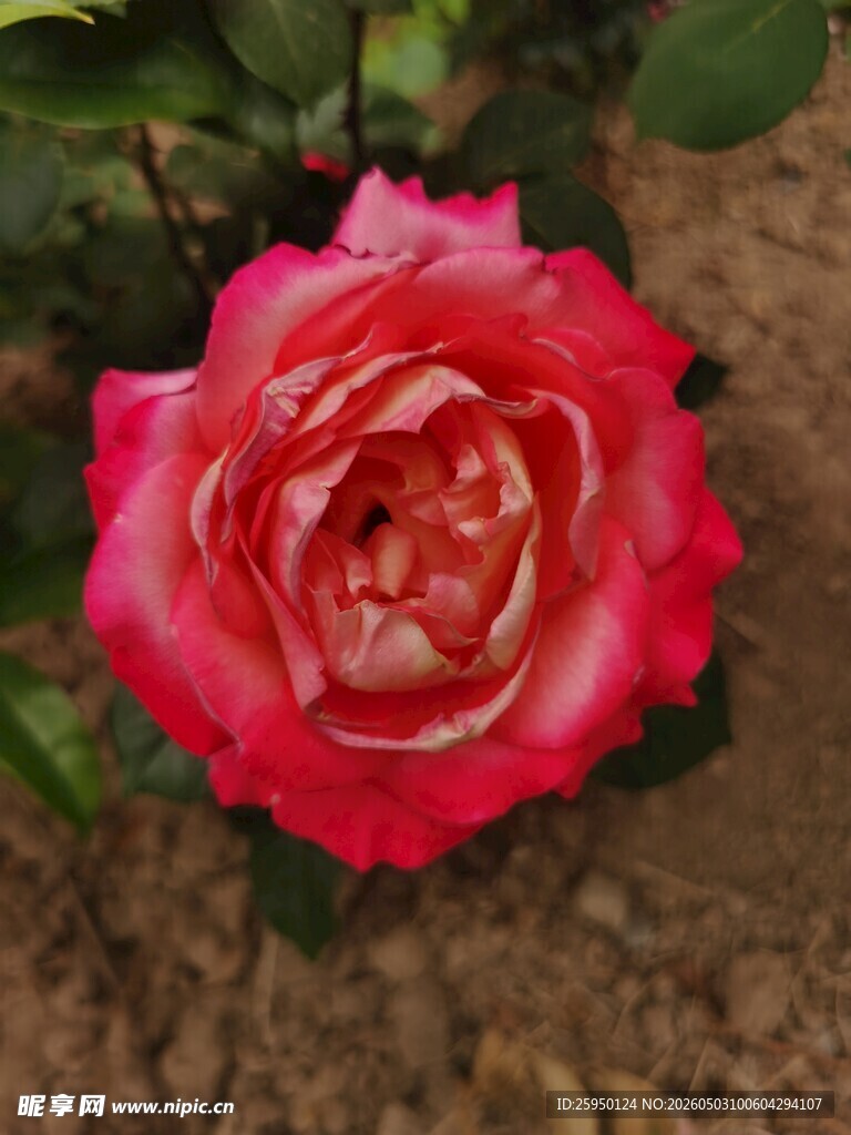 娇艳欲滴的红粉双色月季花