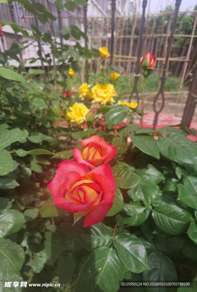 娇艳多彩月季花绽放