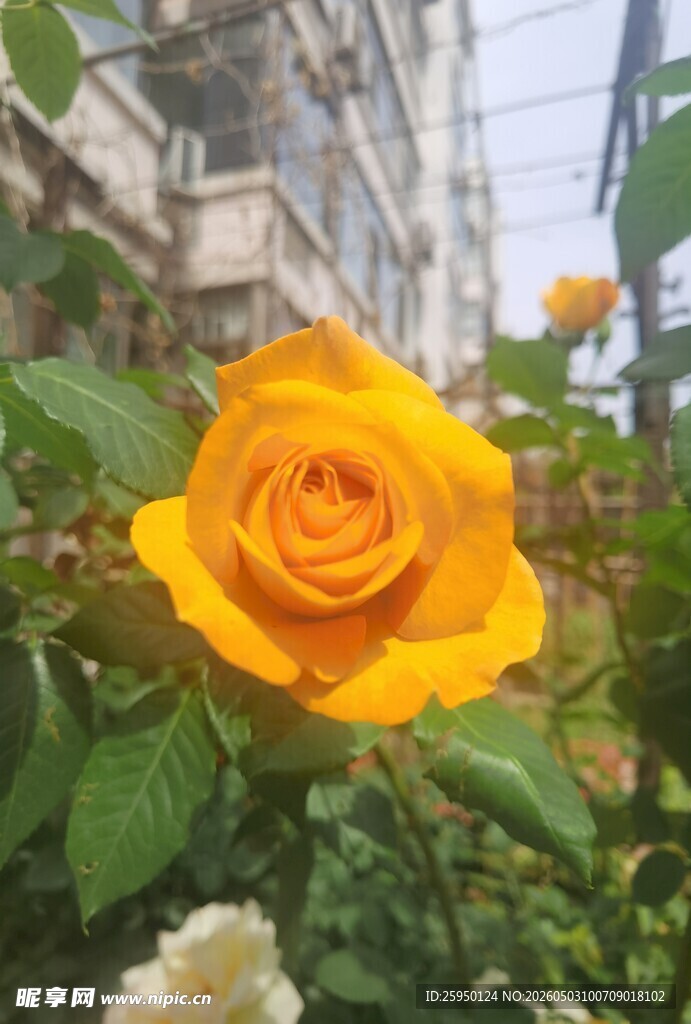 娇艳黄玫瑰绽放于绿植间