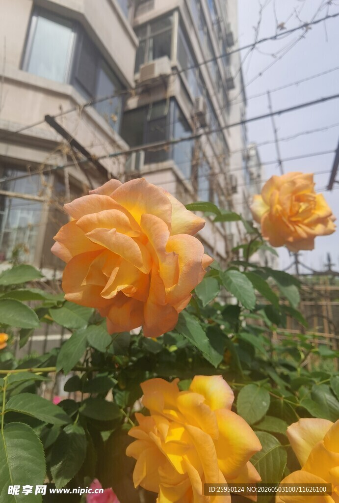 阳台盛开的艳丽黄玫瑰