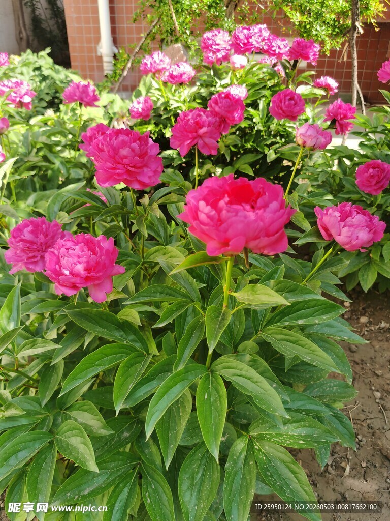 娇艳盛开的粉色牡丹花