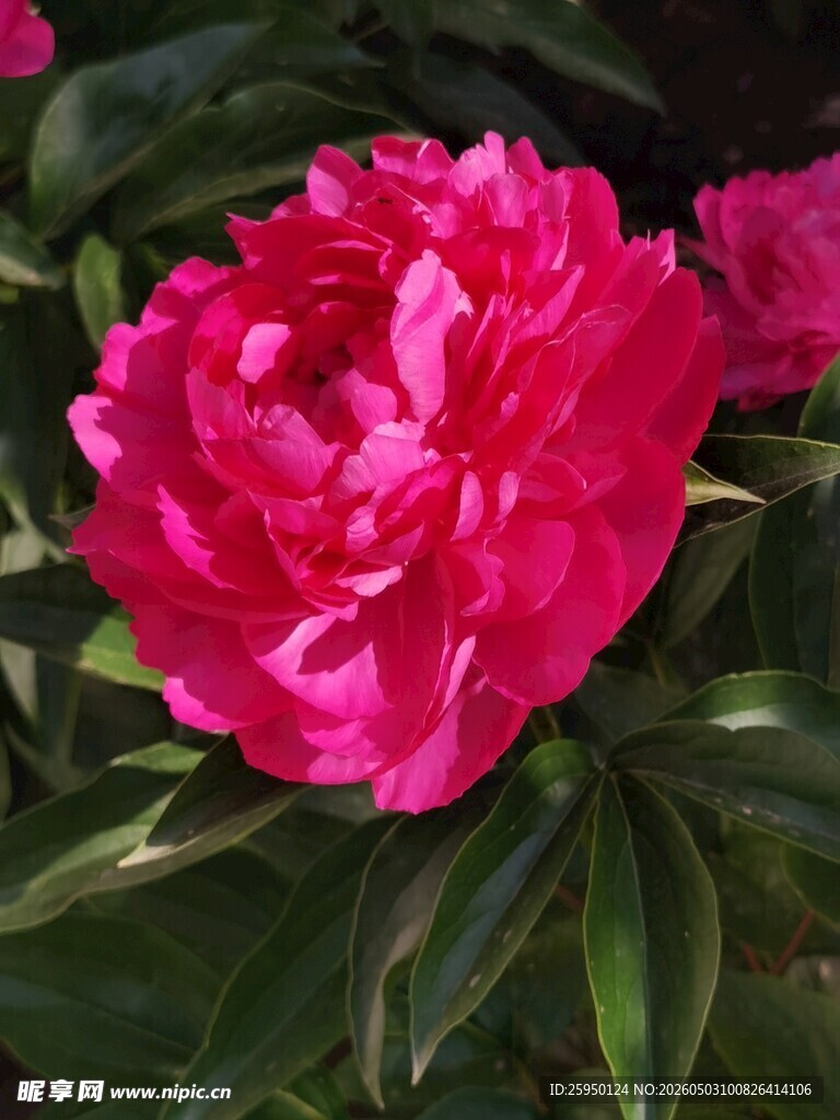 娇艳欲滴的盛开芍药花
