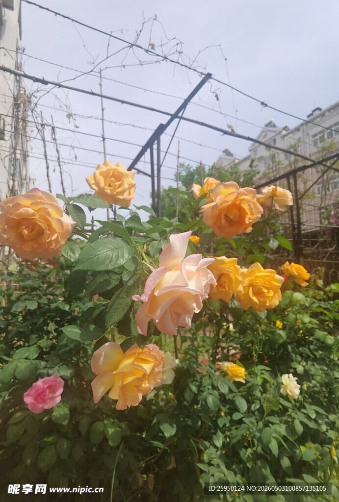 温室中绽放的多彩玫瑰花