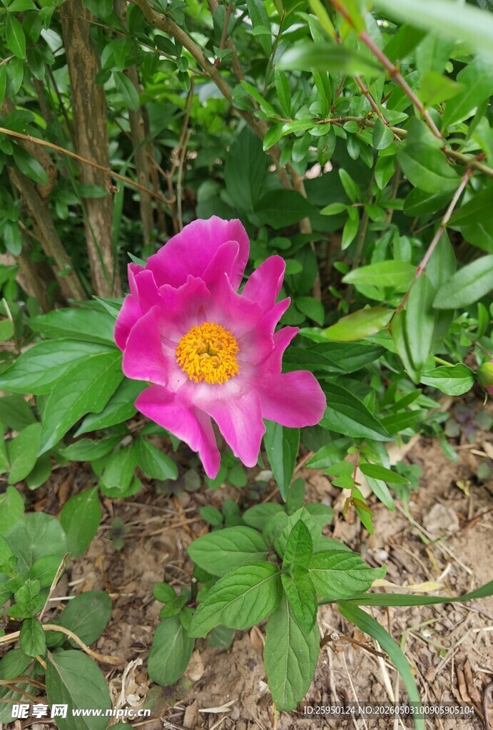 娇艳绽放的粉色单瓣花朵