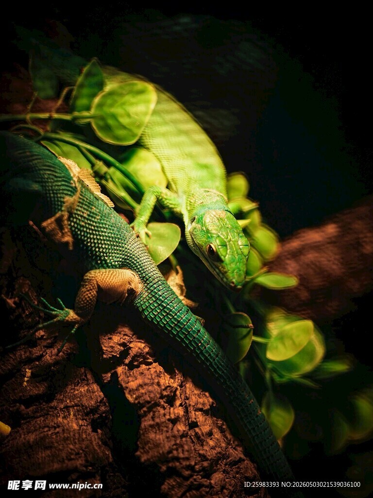 蜥蜴