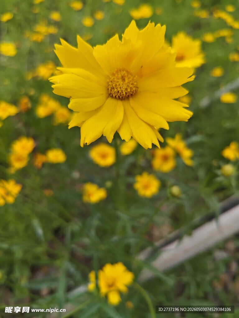 金鸡菊