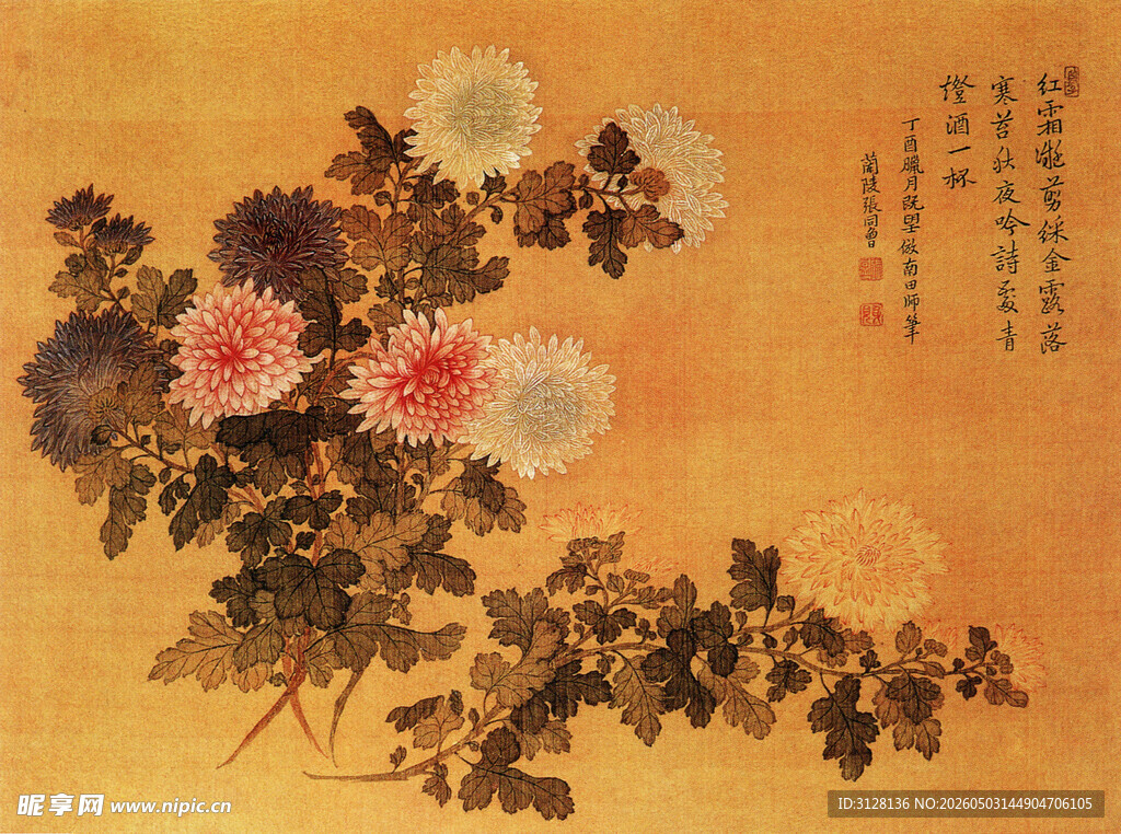 四色菊花图