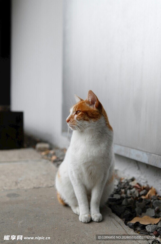 坐姿优雅的可爱猫咪