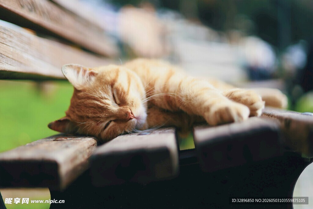 长椅上酣睡的橘猫