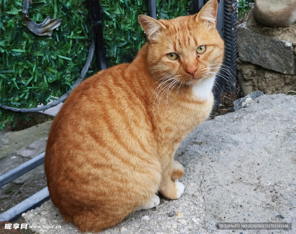 橘猫蹲坐于户外石地