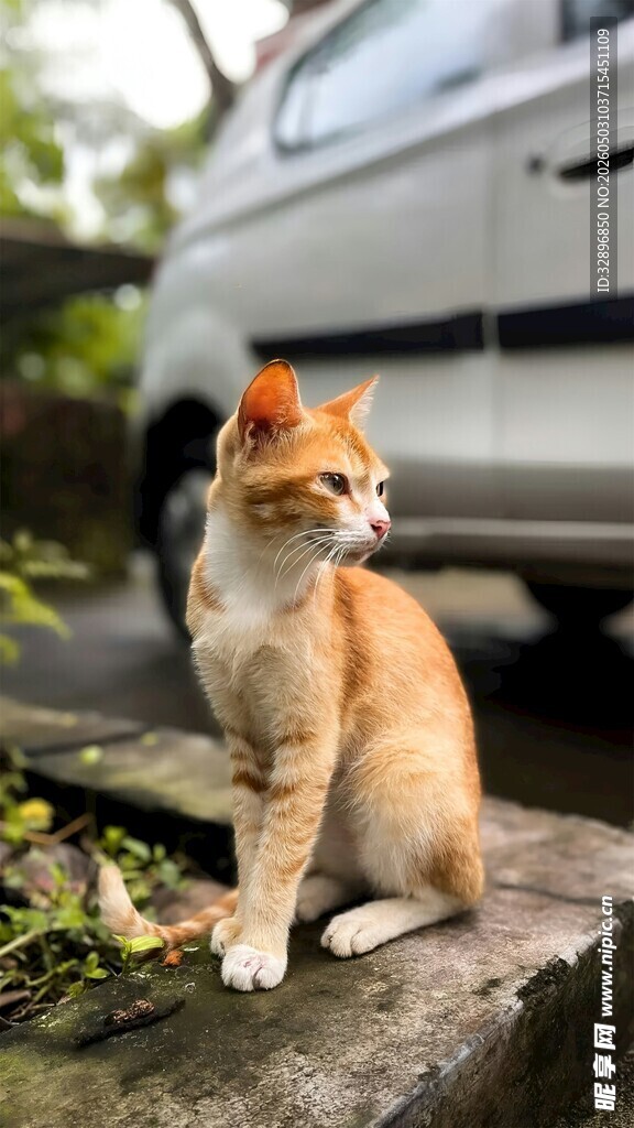 石上橘猫悠然眺望