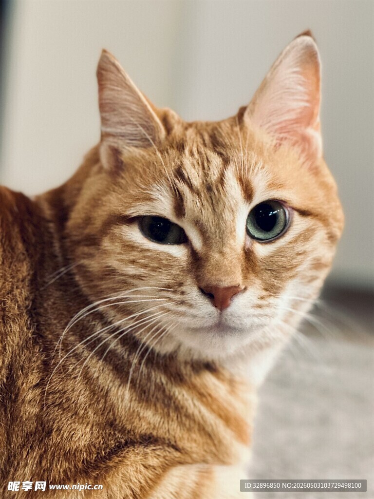 可爱橘猫特写