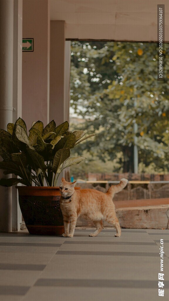 窗边猫咪植相伴惬意时光