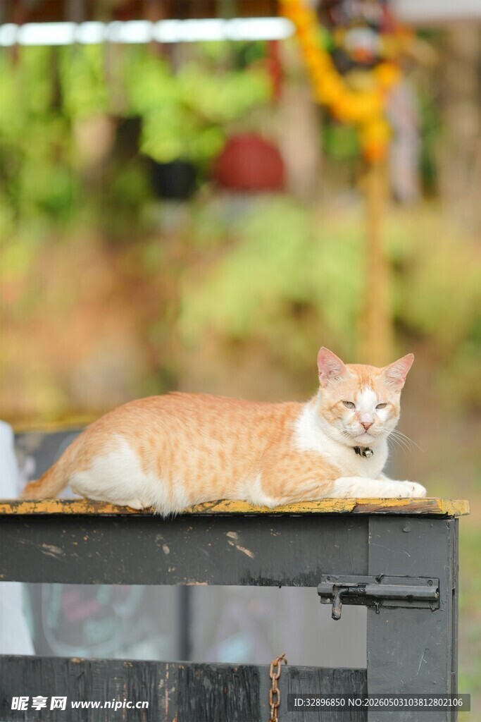 橘猫慵懒趴于黑色物体上