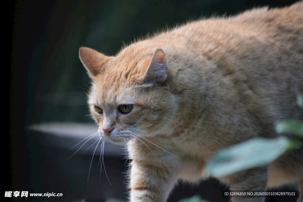 橘猫户外漫步